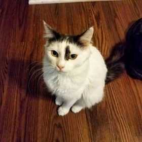 Lost Cat