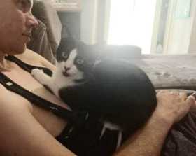 Lost Cat