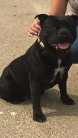 Lost Dog