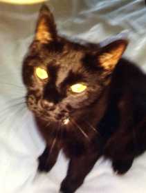 Lost Cat