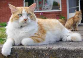 Lost Cat