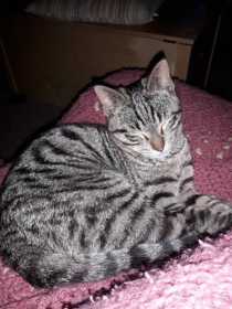 Lost Cat
