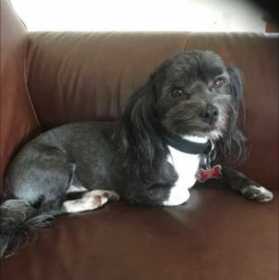 Lost Dog