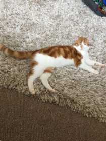 Lost Cat