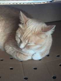 Lost Cat