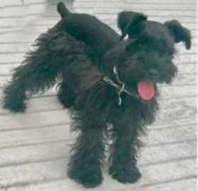 Lost Dog