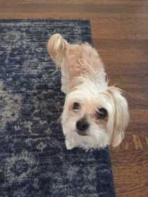 Lost Dog