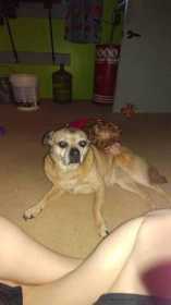 Lost Dog