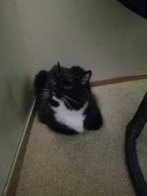 Lost Cat