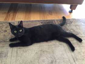 Lost Cat