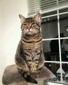 Lost Cat