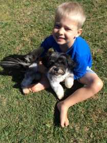 Lost Dog