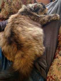 Lost Cat