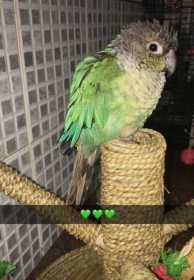 Lost Conure