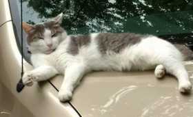 Lost Cat