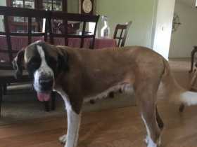 Lost Dog