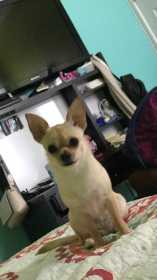 Lost Dog