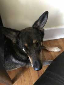 Lost Dog
