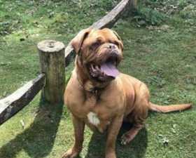 Lost Dog