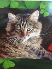 Lost Cat