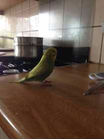 Lost Budgerigar