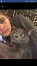 Lost Cat