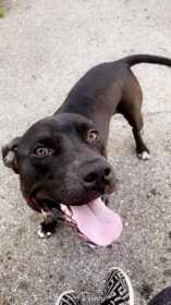 Lost Dog