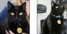 Lost Cat