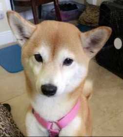 Lost Dog