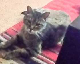 Lost Cat