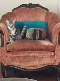 Lost Cat