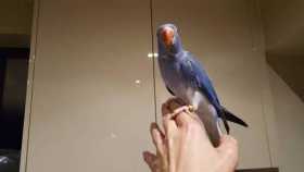 Lost Indian Ringneck Parakeet