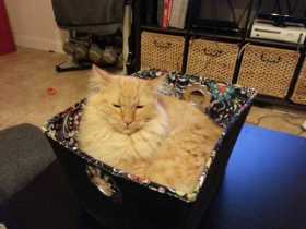 Lost Cat