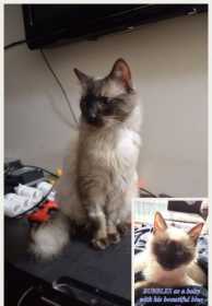 Lost Cat