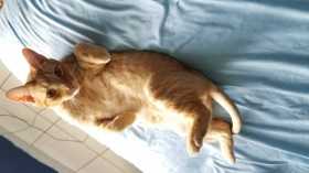 Lost Cat