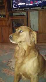 Lost Dog