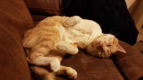 Lost Cat