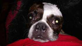 Lost Dog