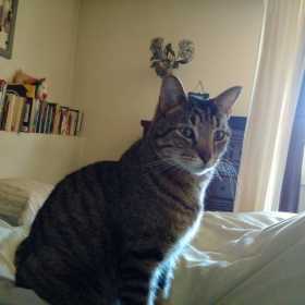 Lost Cat