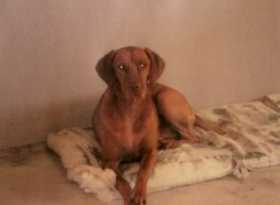 Lost Dog