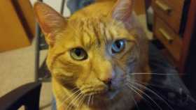 Lost Cat