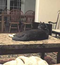 Lost Cat