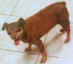 Lost Dog