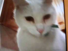 Lost Cat