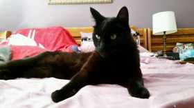 Lost Cat