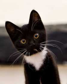 Lost Cat