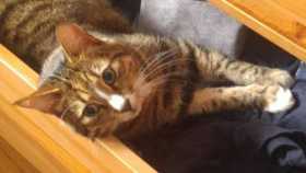Lost Cat