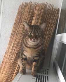 Lost Cat