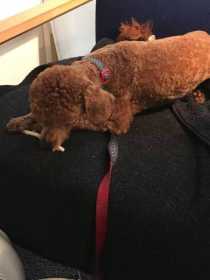 Lost Dog