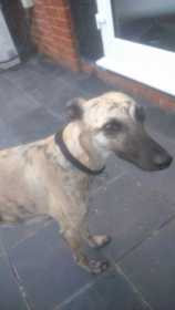 Lost Dog